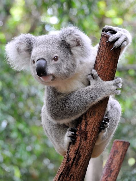 a koala's playground|Page 4 of 1283 .